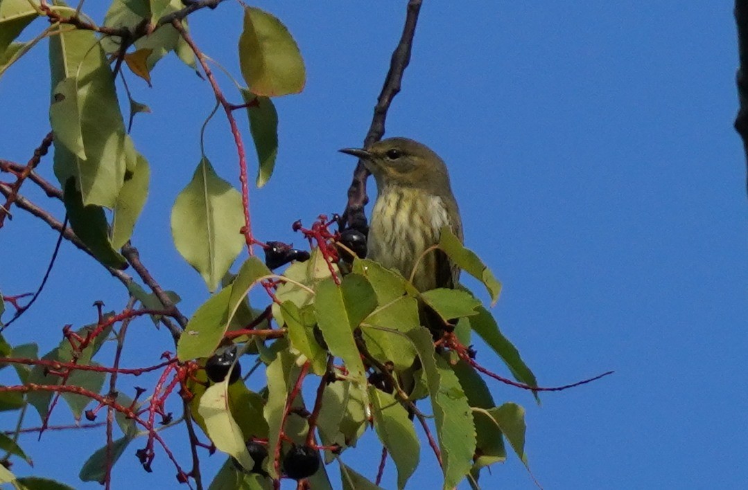 Cape May Warbler - ML623438107