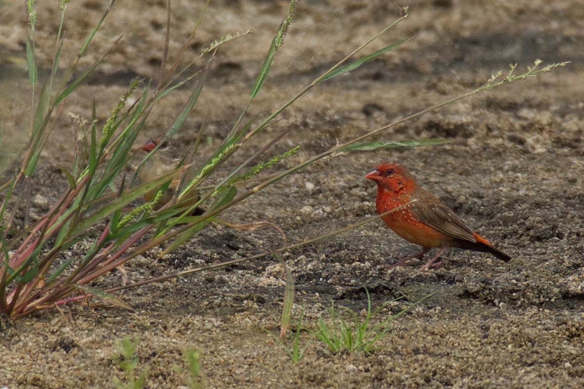 Red Avadavat - Johan Bergkvist