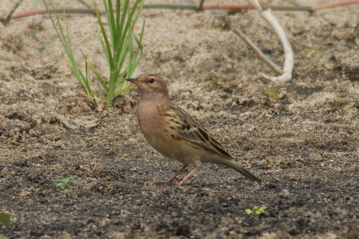 ウスベニタヒバリ - ML623438121