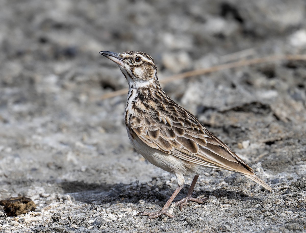 Short-tailed Lark - ML623438133