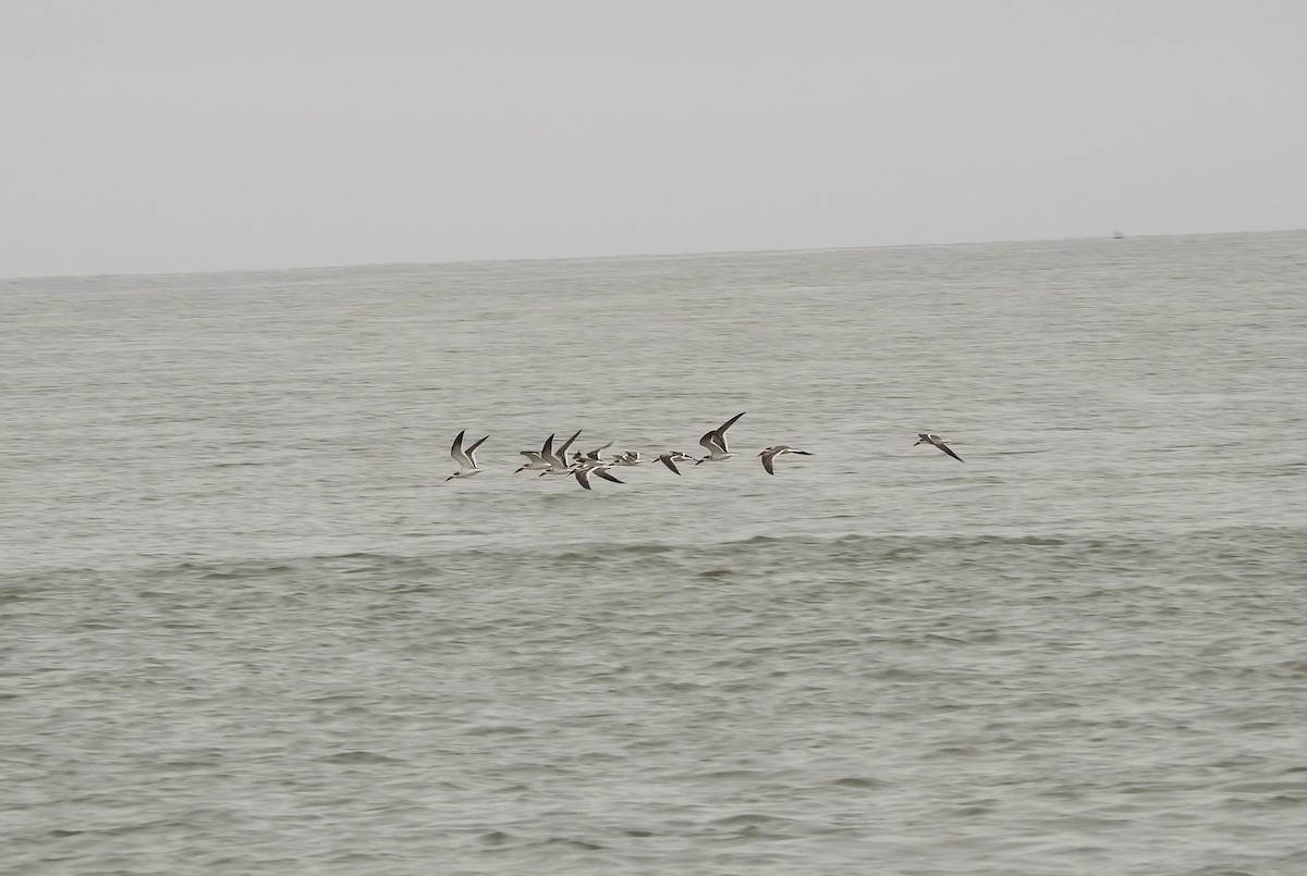 Black Skimmer - ML623438165