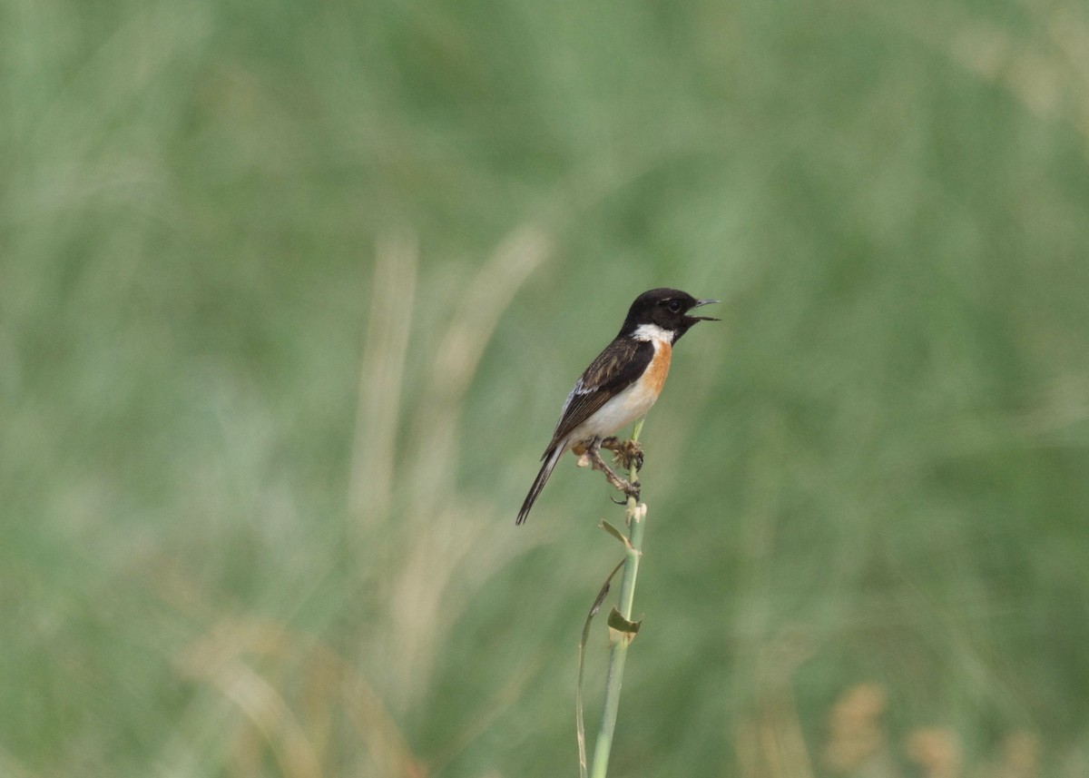 White-tailed Stonechat - Johan Bergkvist