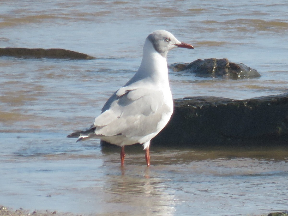 Gray-hooded Gull - ML623438168