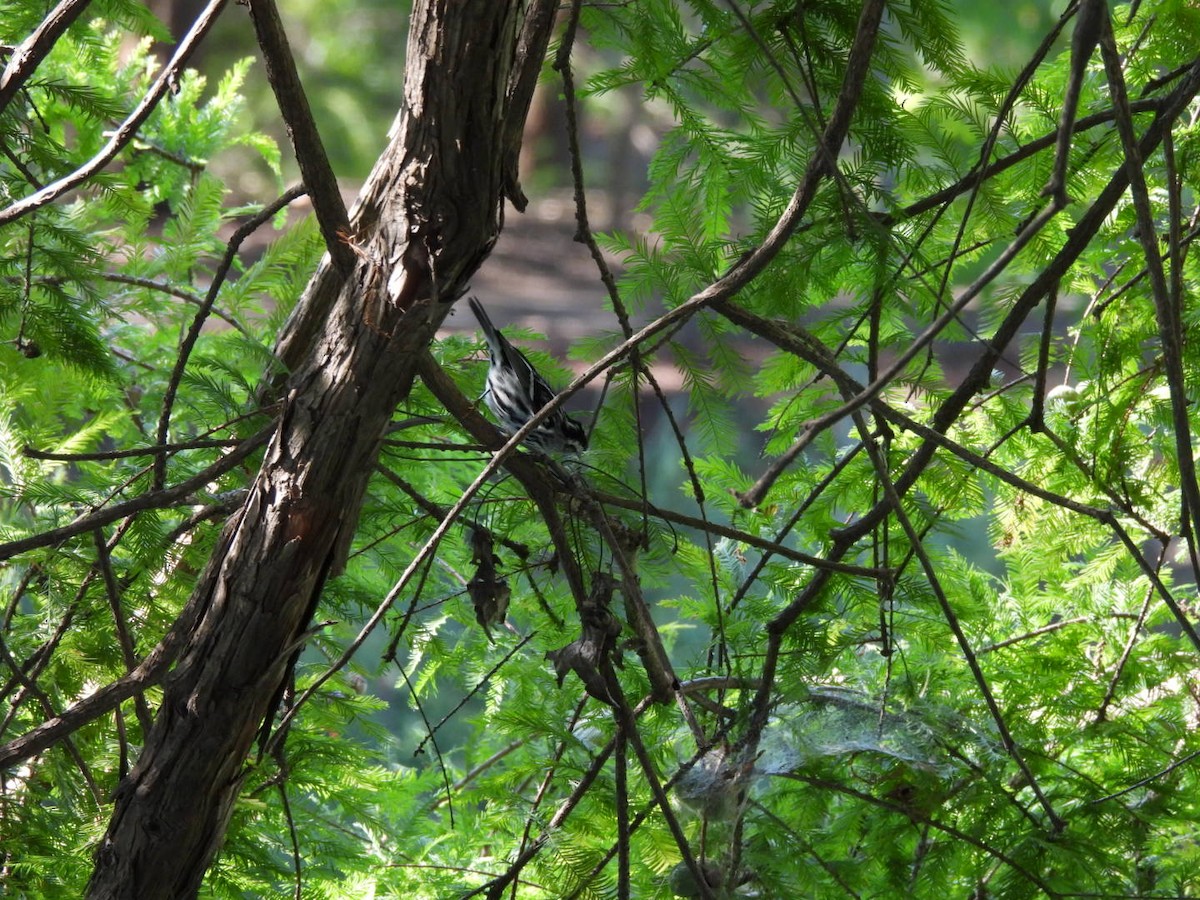 Black-and-white Warbler - ML623438177