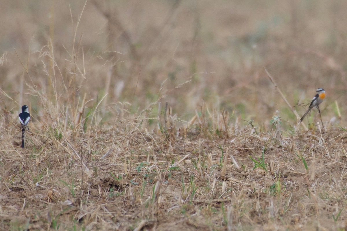 Jerdon's Minivet - ML623438201