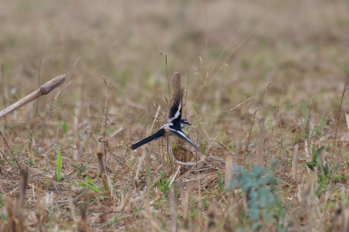 Jerdon's Minivet - Johan Bergkvist