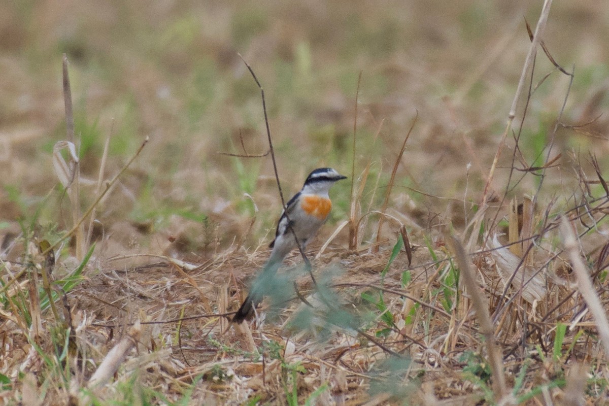 Jerdon's Minivet - ML623438203