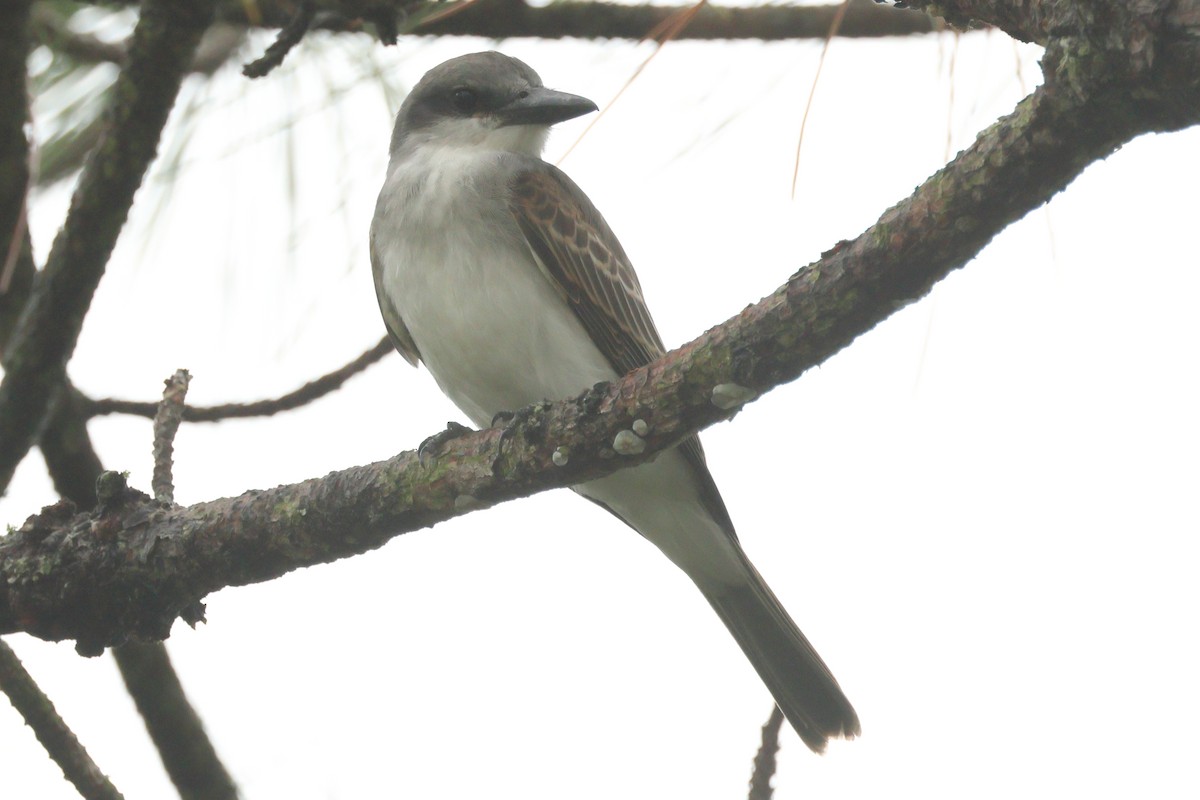 Gray Kingbird - ML623438212