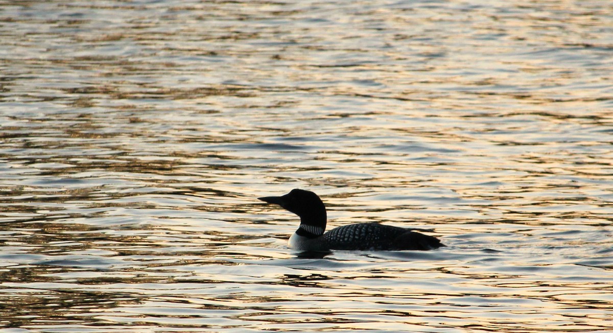 Common Loon - ML623438246