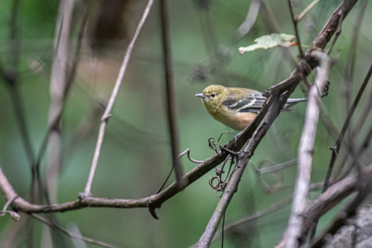 Bay-breasted Warbler - ML623438257