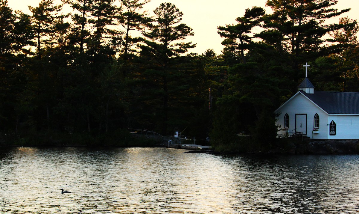 Common Loon - ML623438273