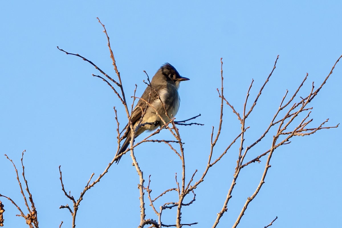 Olive-sided Flycatcher - ML623438297