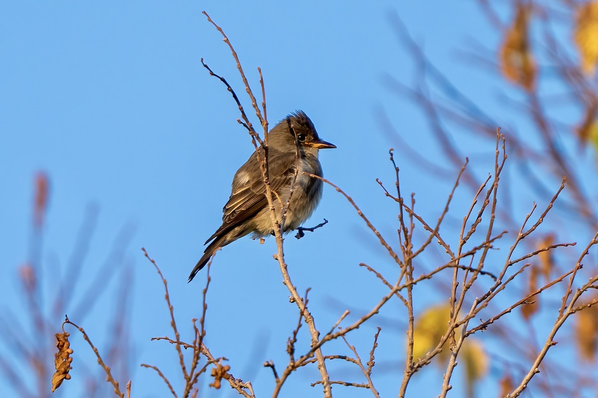 Olive-sided Flycatcher - ML623438298