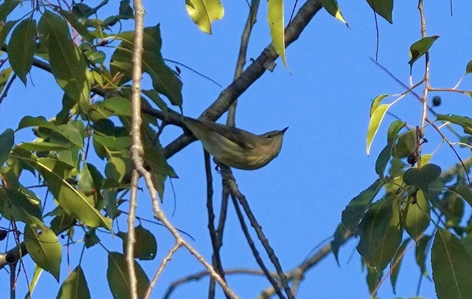 Cape May Warbler - ML623438306