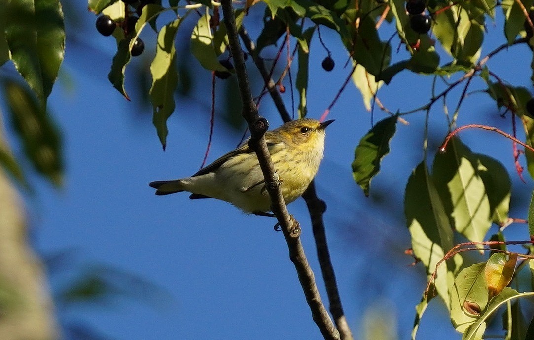 Cape May Warbler - ML623438354