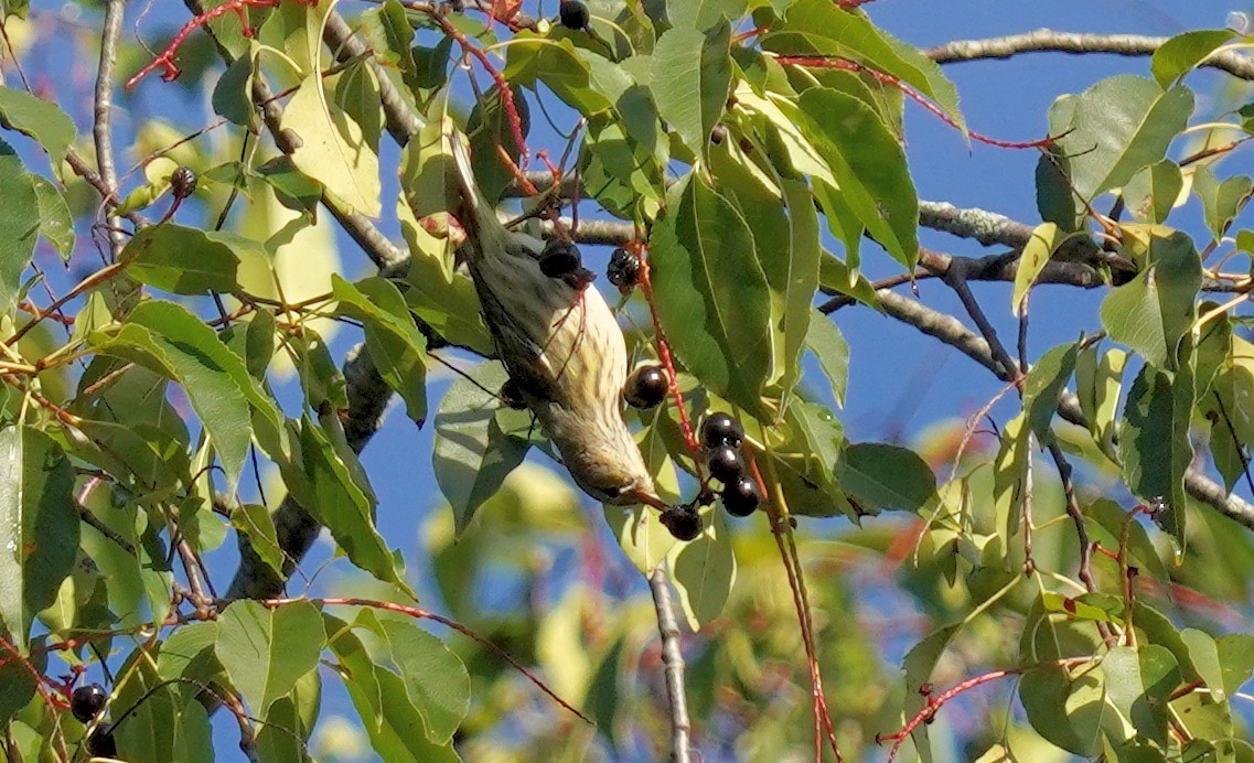 Cape May Warbler - ML623438398