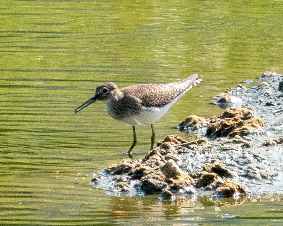 Solitary Sandpiper - ML623438517