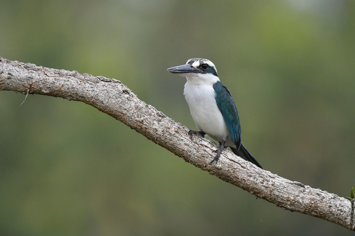 Mariana Kingfisher - ML623438524