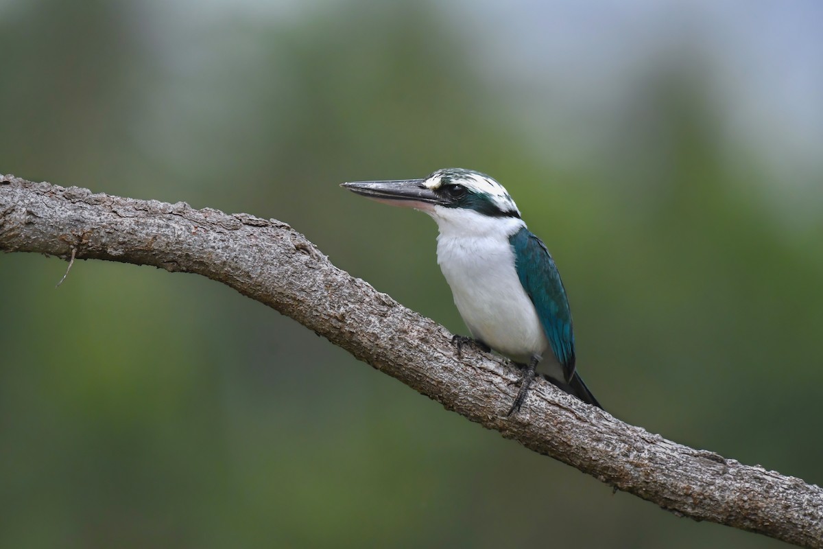 Mariana Kingfisher - ML623438531