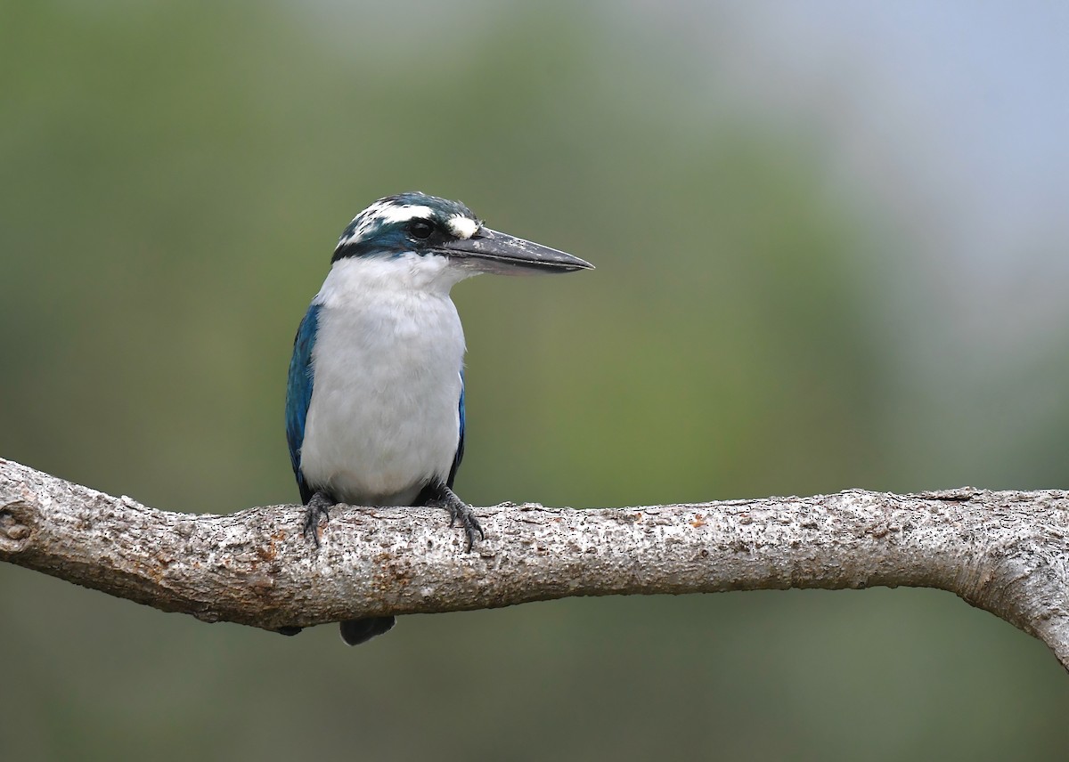 Mariana Kingfisher - ML623438564