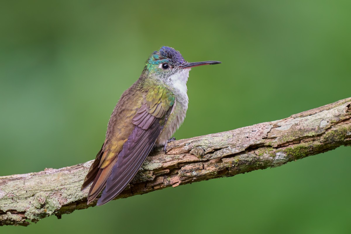 Azure-crowned Hummingbird (Azure-crowned) - ML623438702