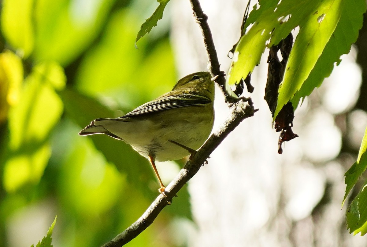 Blackpoll Warbler - ML623438710