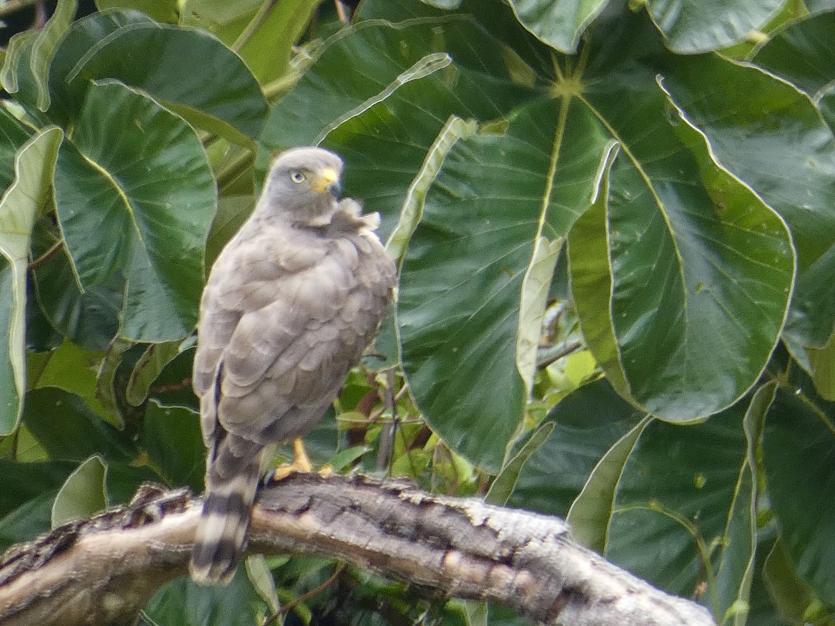 Wegebussard - ML623438780