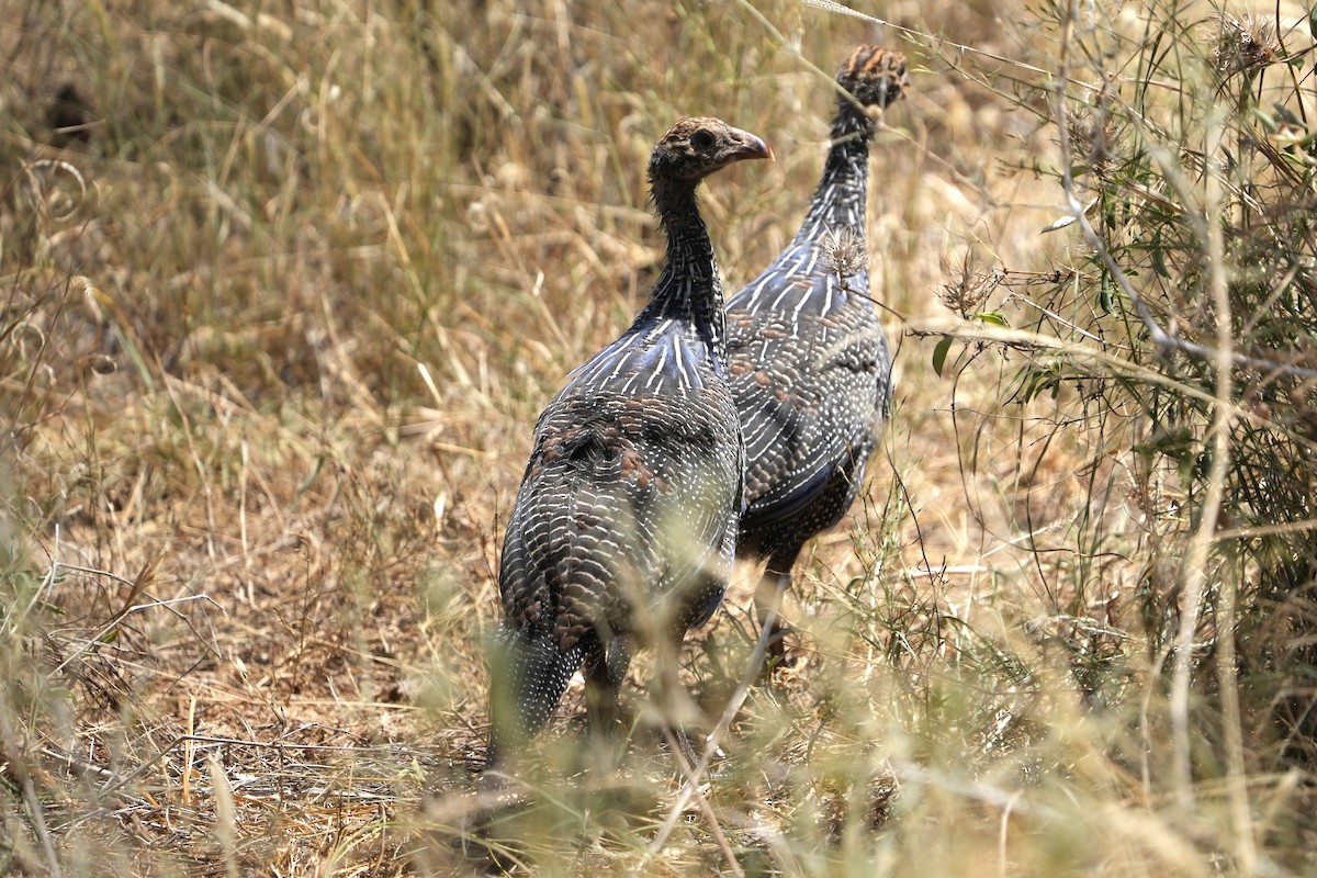 Vulturine Guineafowl - ML623438796