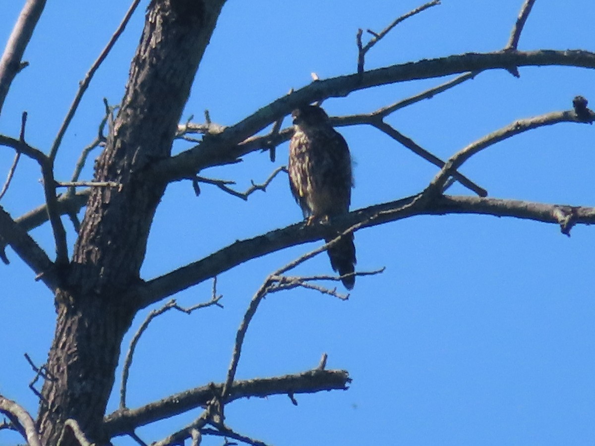 Merlin - ML623438861