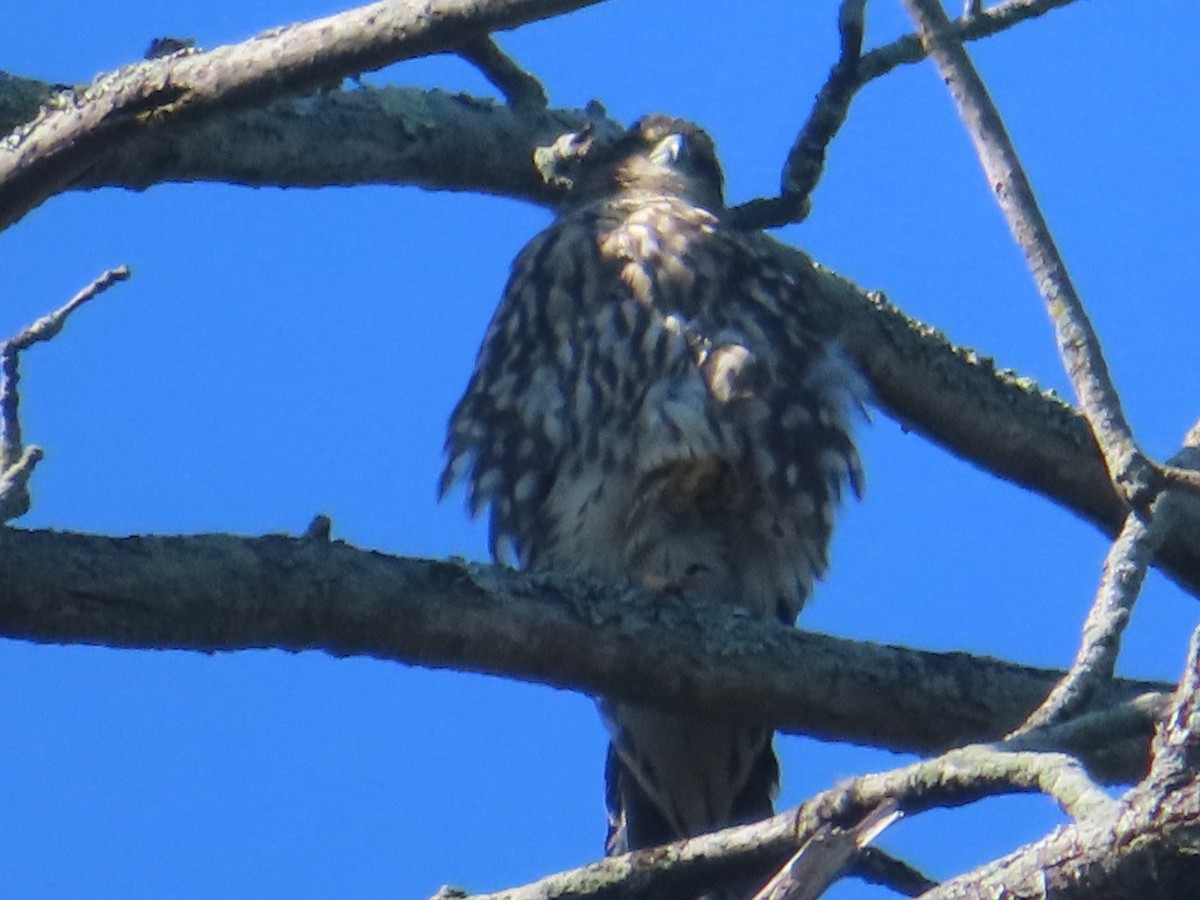 Merlin - ML623438862