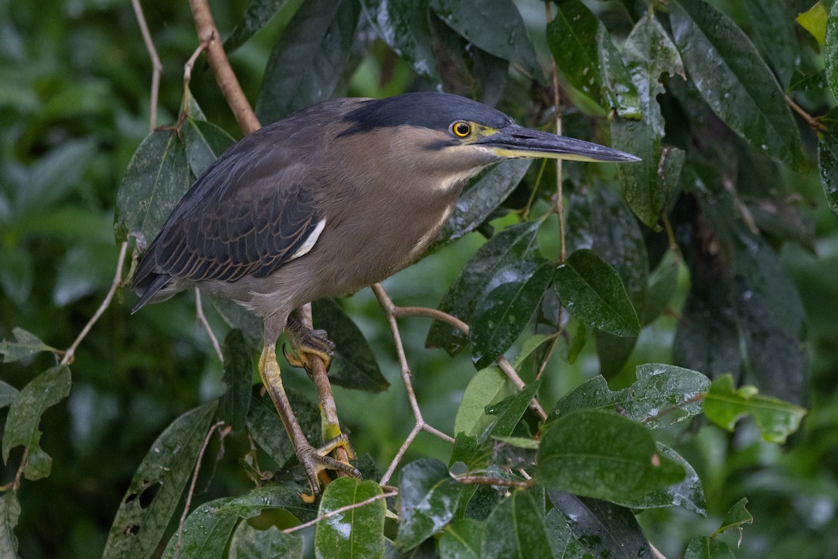 Striated Heron - Dave Howes