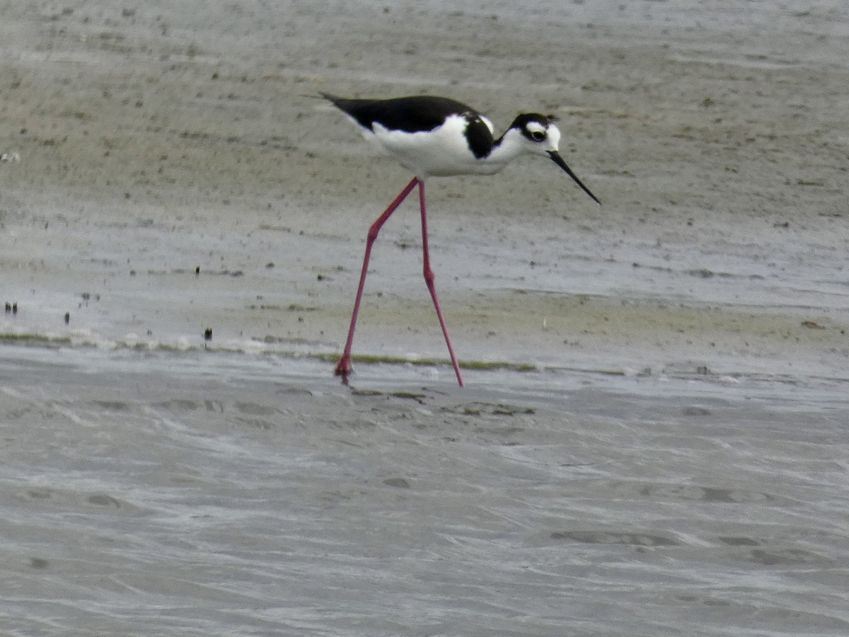 Black-necked Stilt - Manuel Costeira da Rocha