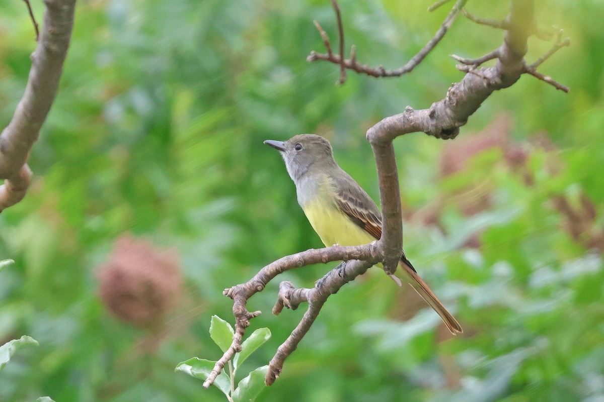 Great Crested Flycatcher - ML623438955