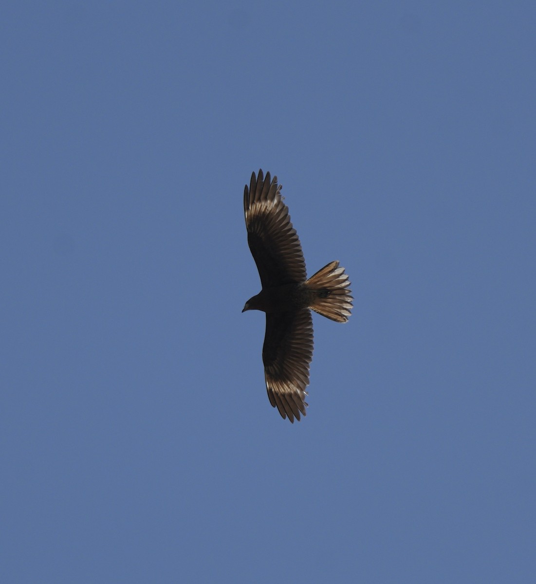 Caracara montagnard - ML623439038