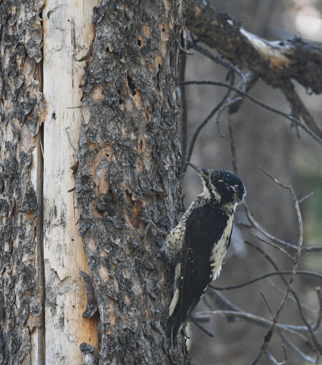 American Three-toed Woodpecker - ML623439154