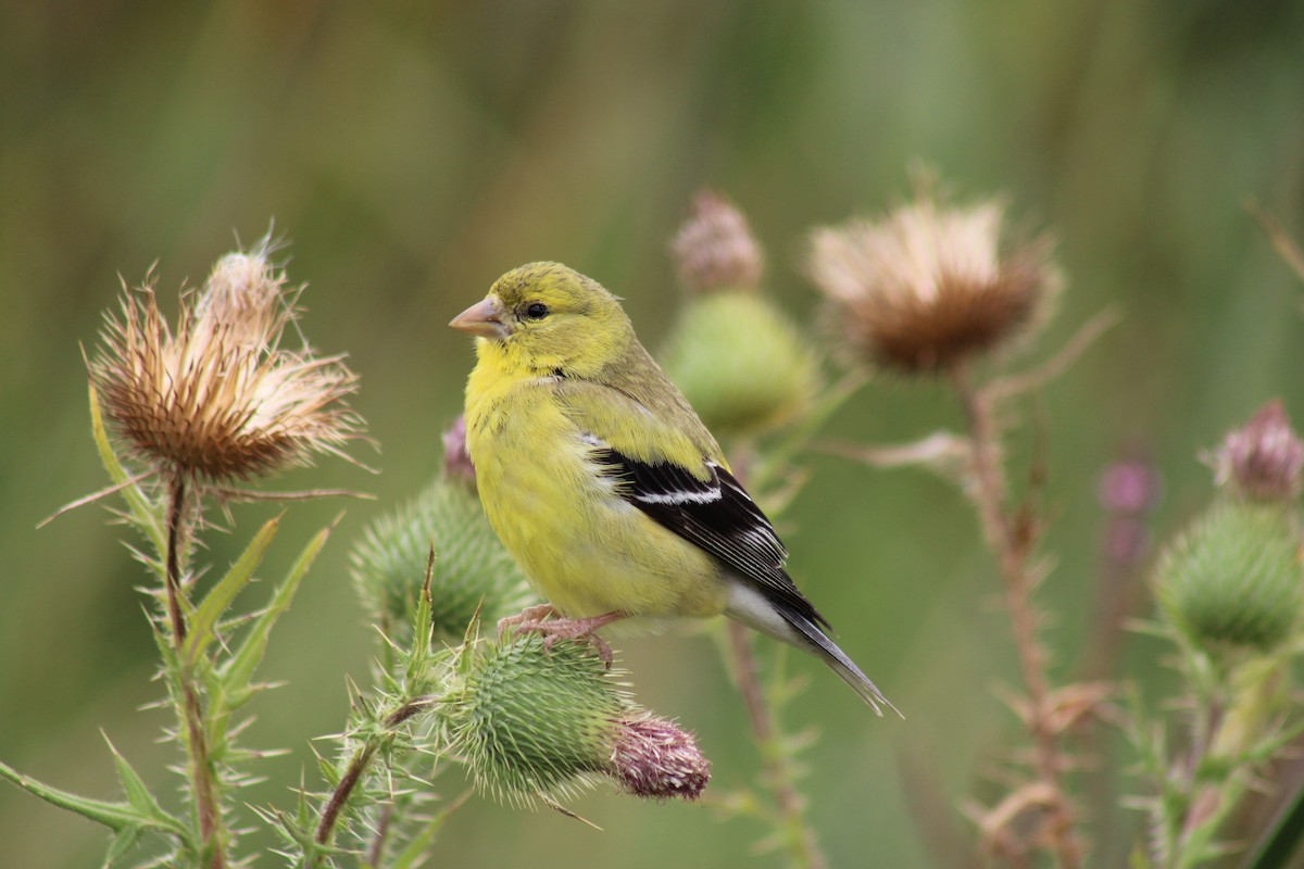 American Goldfinch - ML623439157