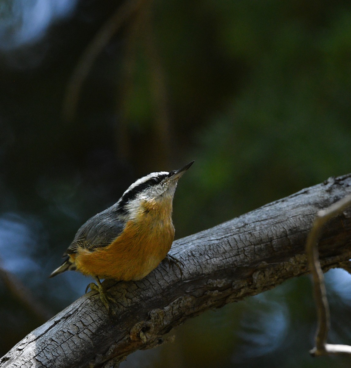 Red-breasted Nuthatch - ML623439170