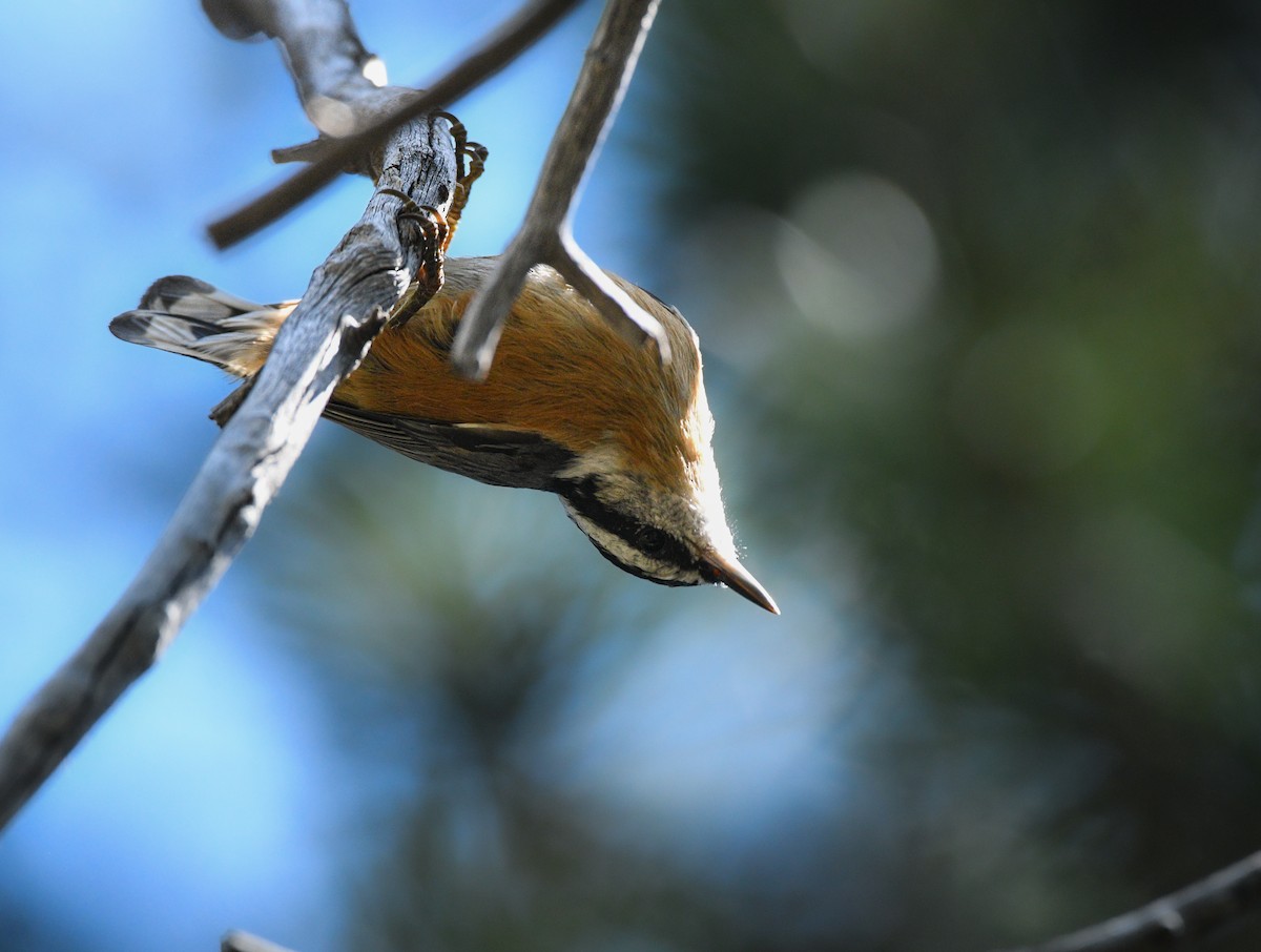 Red-breasted Nuthatch - ML623439171