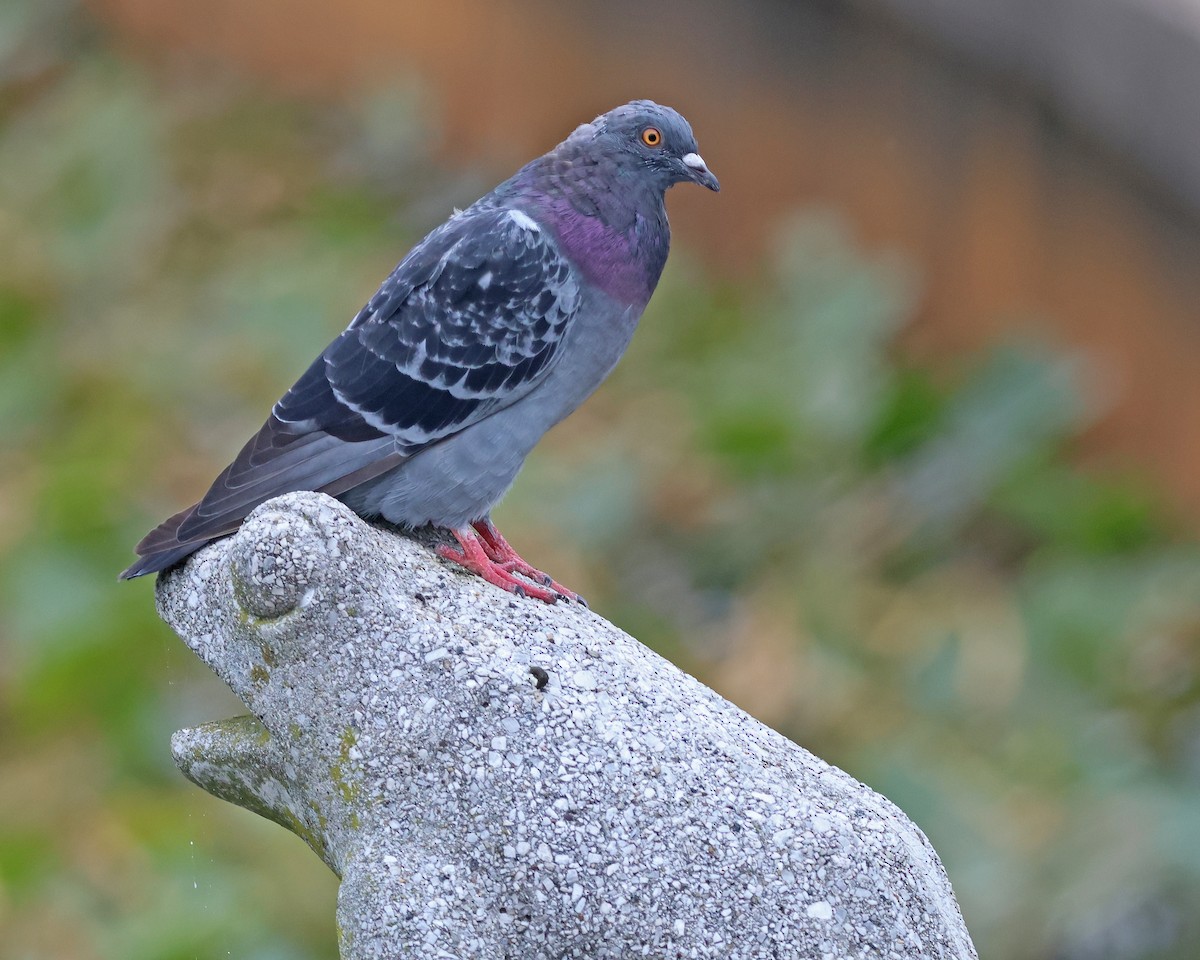 Pigeon biset (forme domestique) - ML623439197