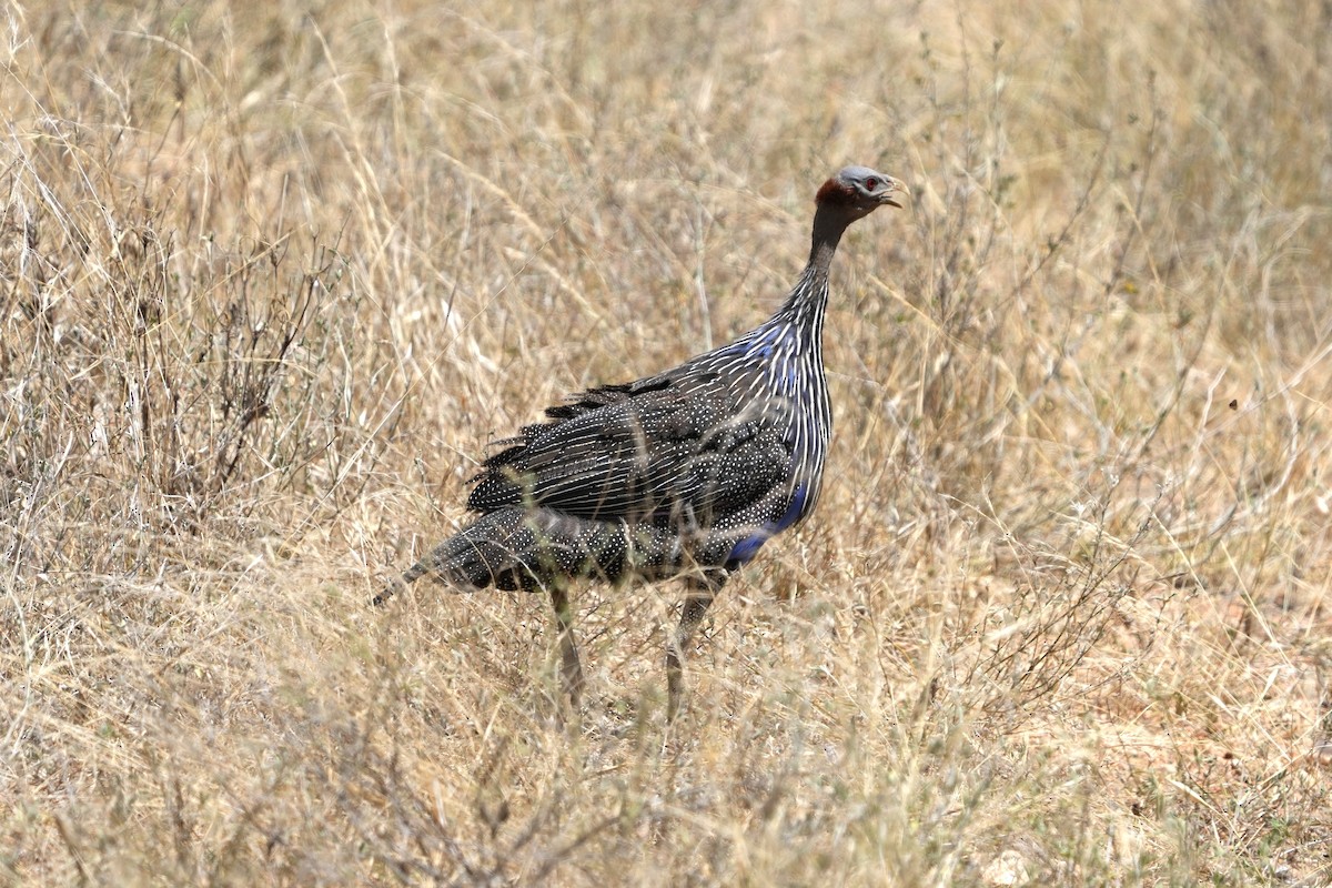 Vulturine Guineafowl - ML623439244