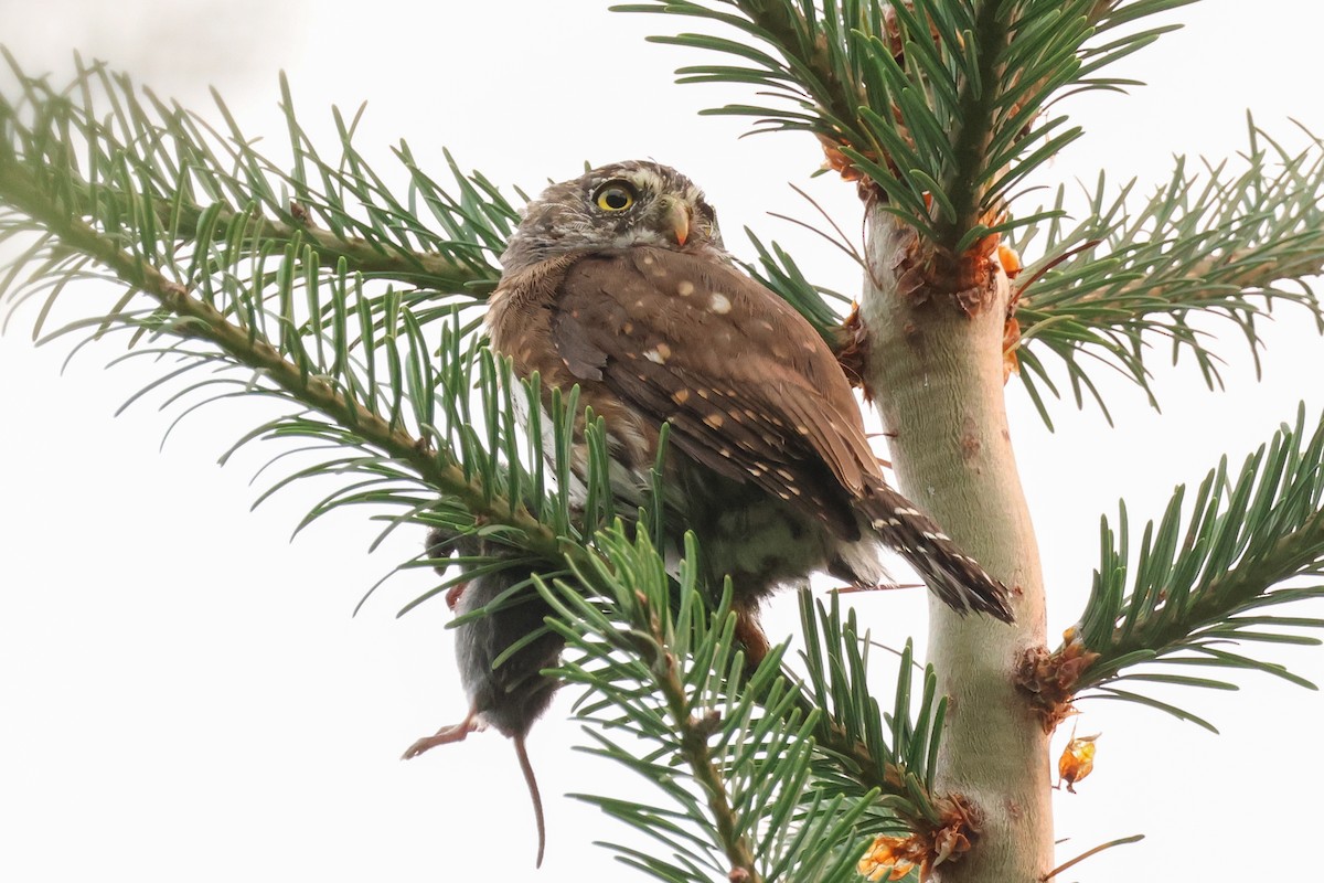 Northern Pygmy-Owl - ML623439268