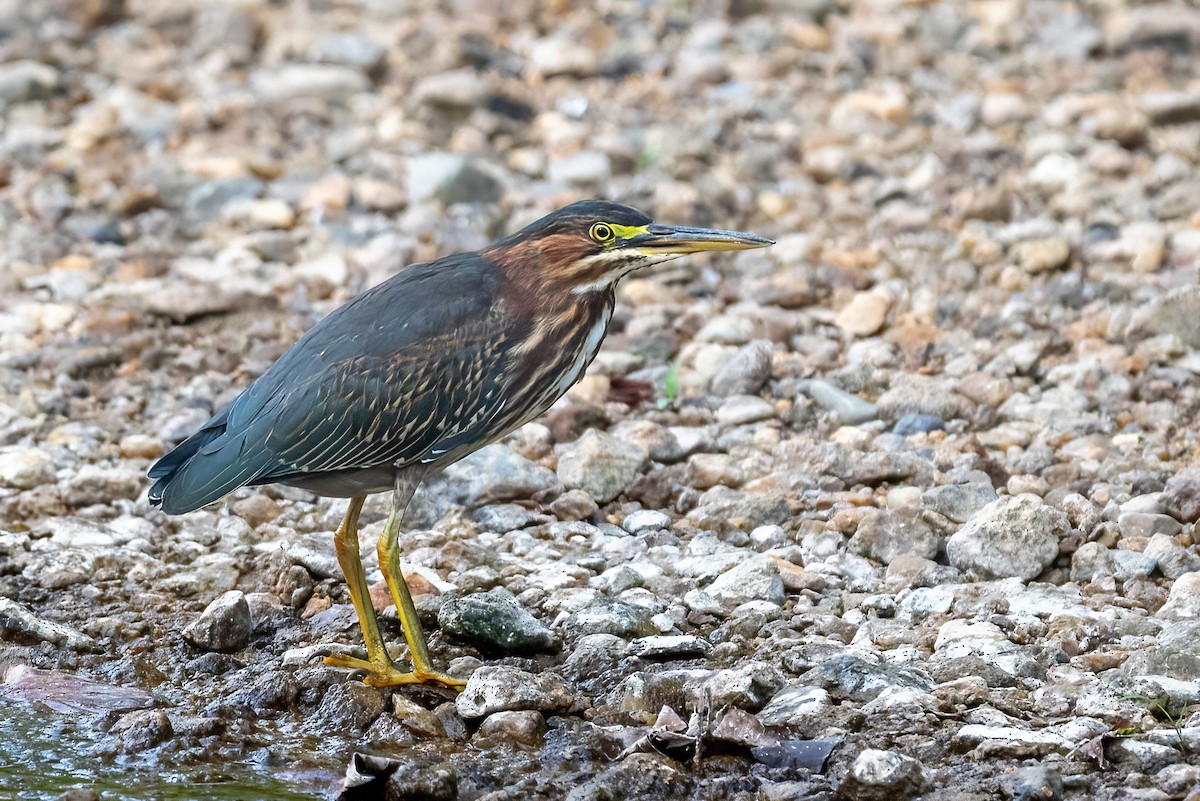 Green Heron - Kayann Cassidy