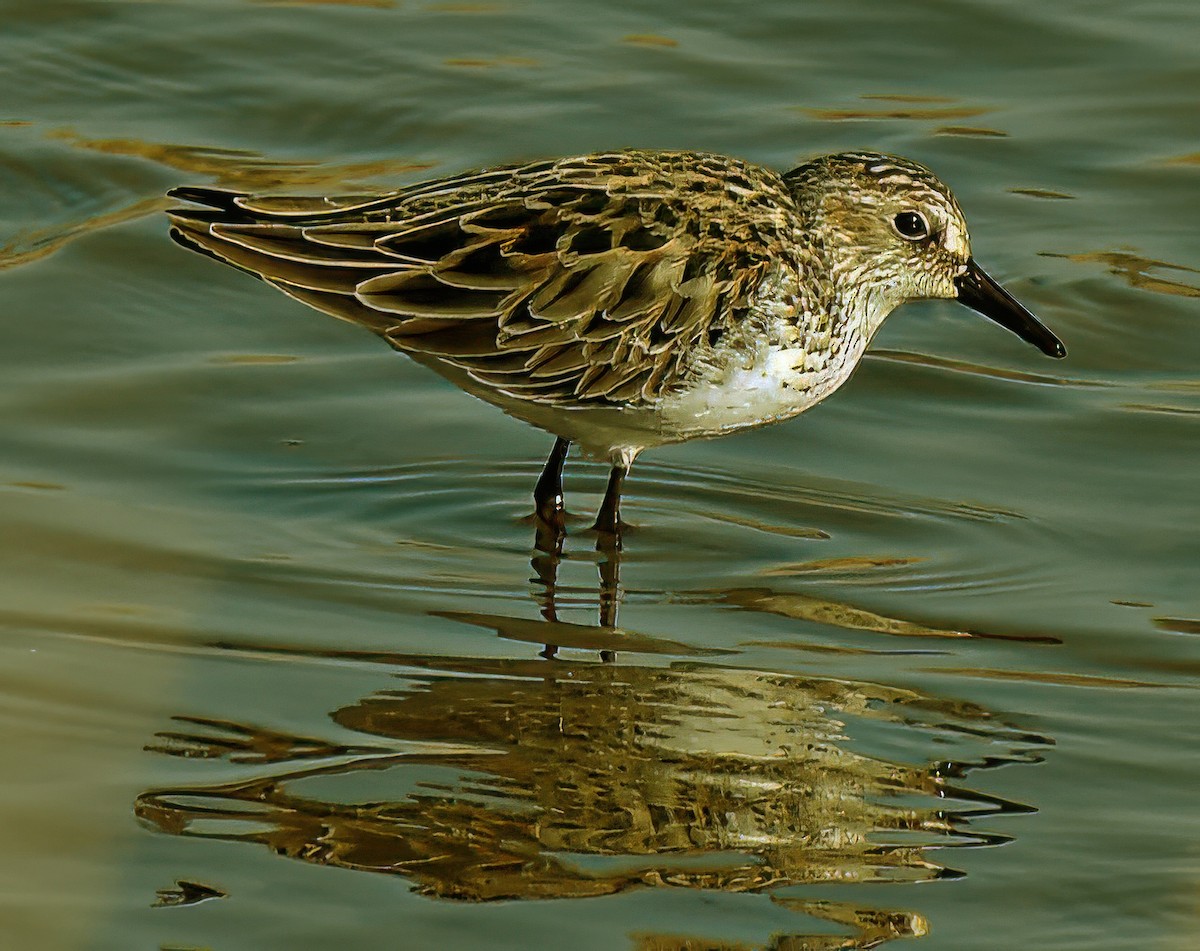 Semipalmated Sandpiper - ML623439344