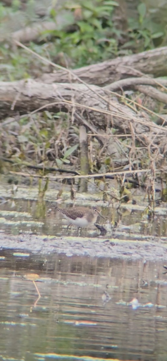 Solitary Sandpiper - ML623439394