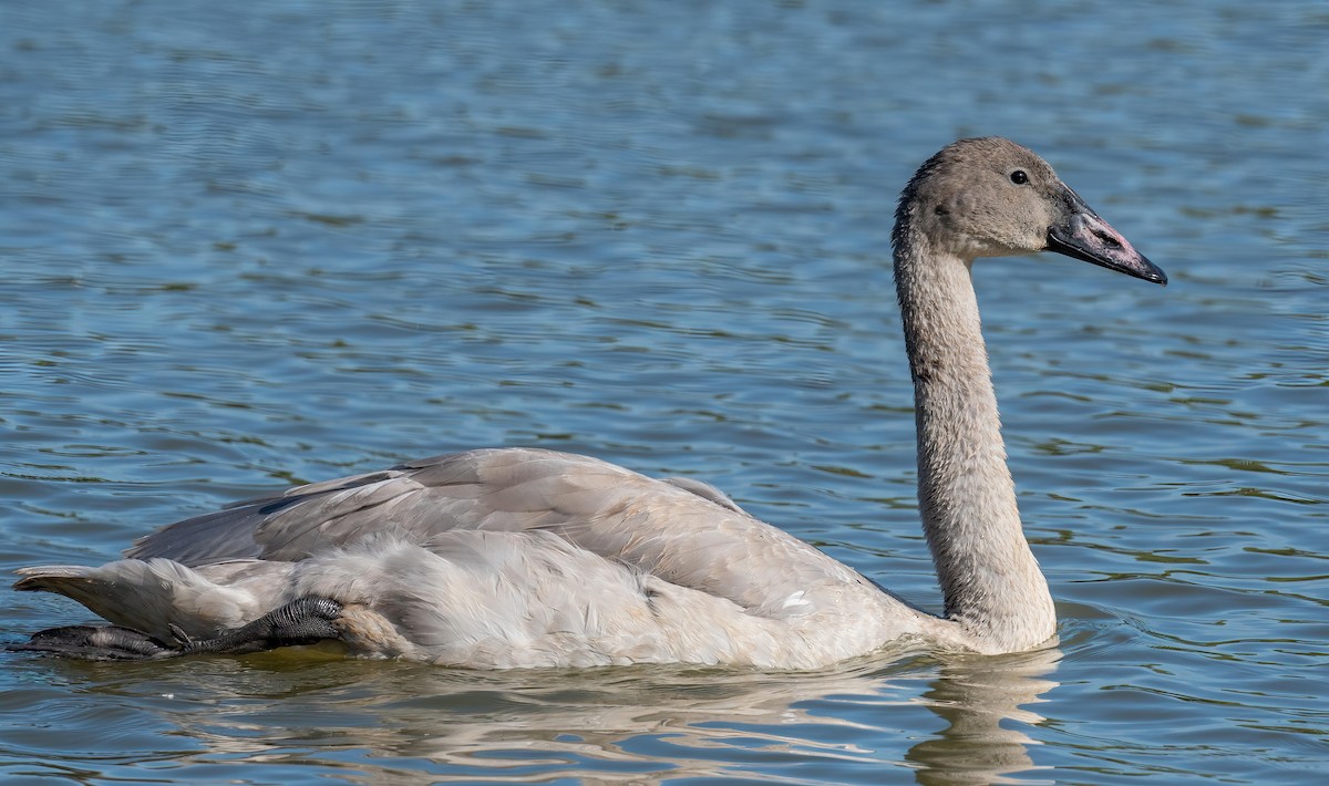 Trumpeter Swan - Yannick Fleury