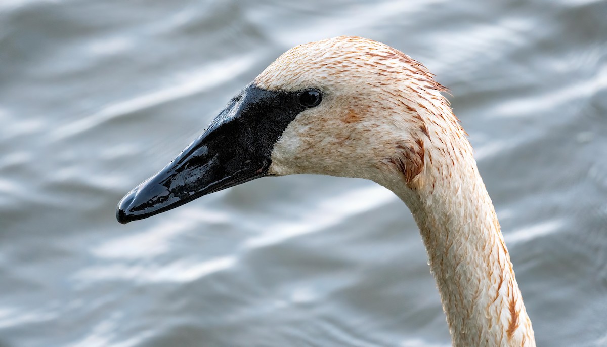 Trumpeter Swan - ML623439405