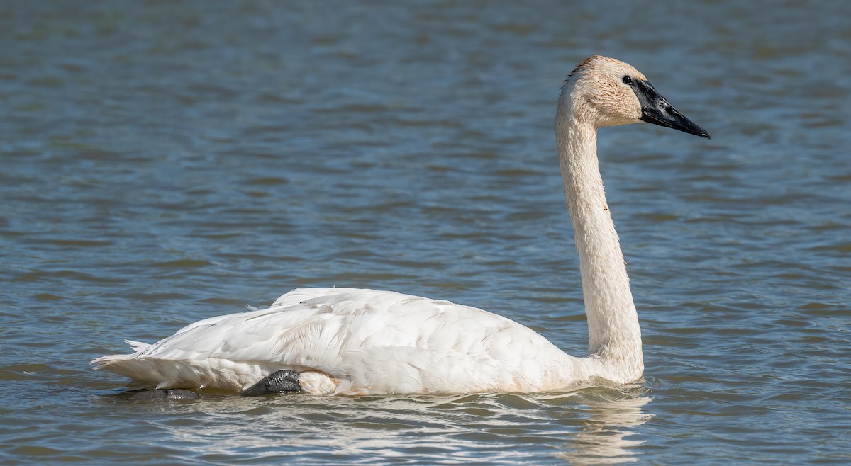 Trumpeter Swan - ML623439406