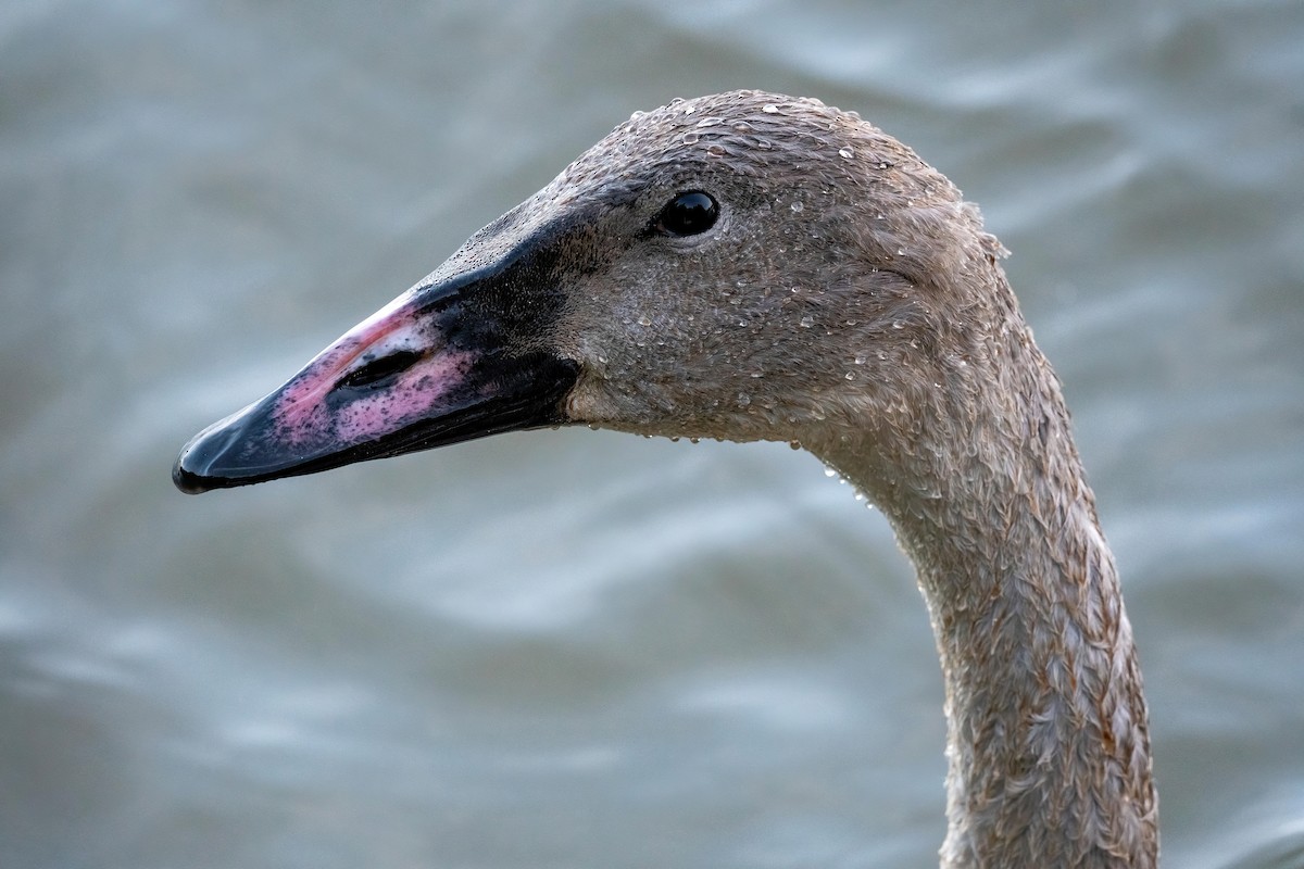 Trumpeter Swan - ML623439407