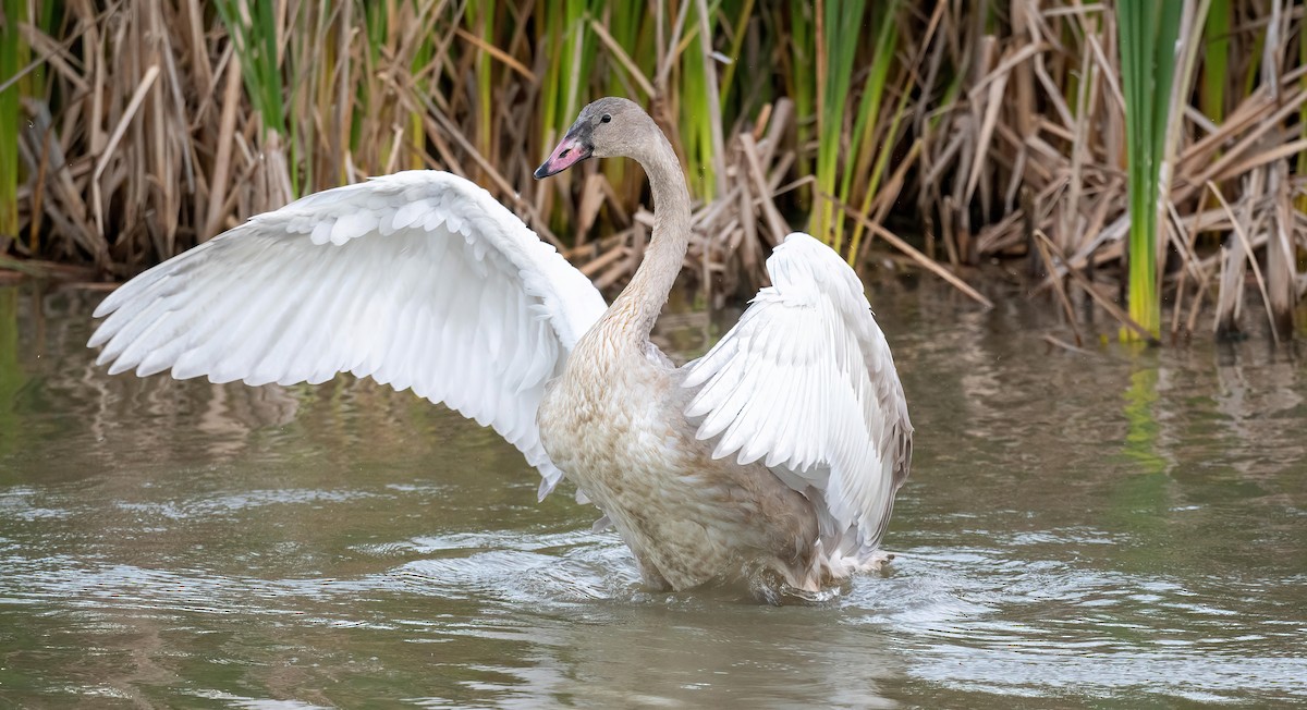 Trumpeter Swan - ML623439408