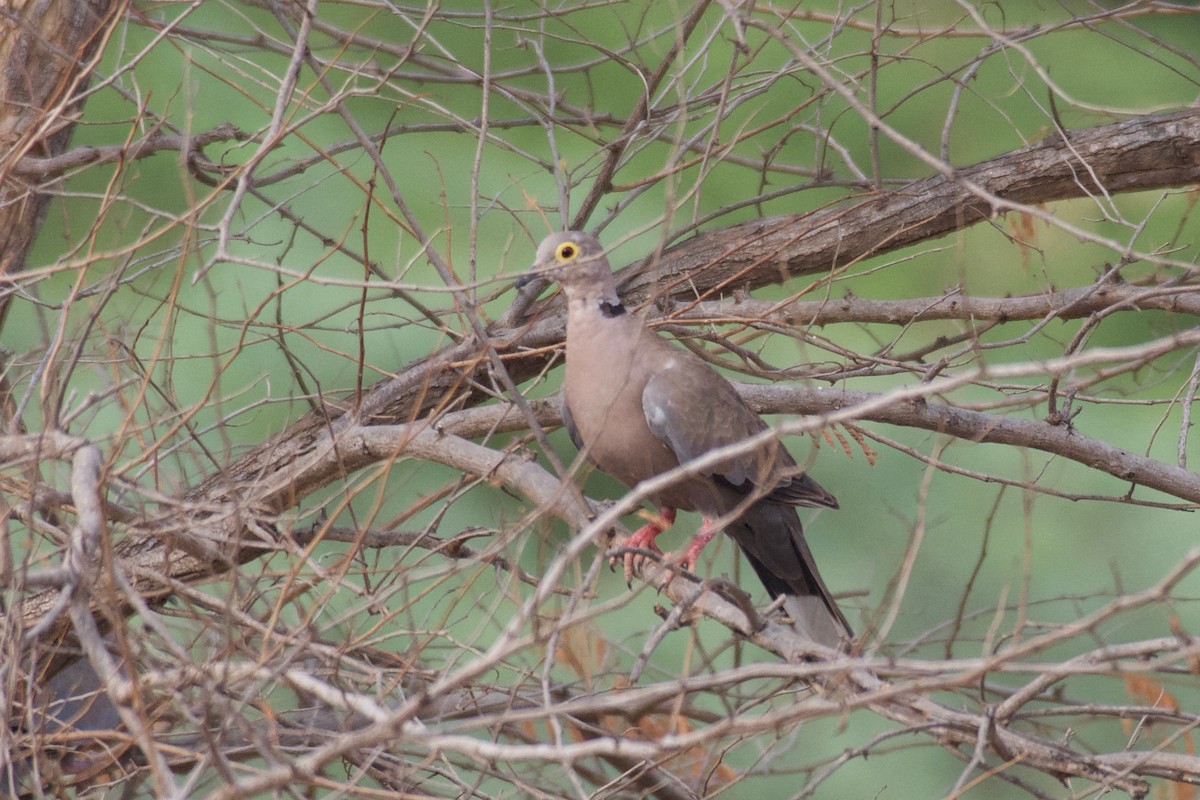 Burmese Collared-Dove - ML623439440